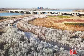 河北省石家庄市滹沱河畔山桃花竞相绽放图片