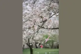 申城的“最美樱花周”，到了图片