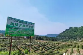 巴中南江县下两镇：万亩茶园飘香 春茶采摘正忙图片