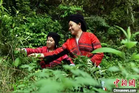 广西龙胜少数民族民众制作五色糯米饭 喜迎“三月三”图片