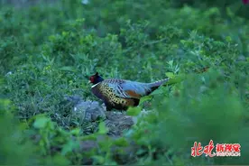 机警的石鸡在京郊山区不仅常和人同框，还给巡护车带路图片