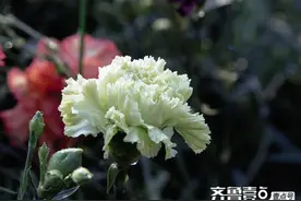 散文丨母亲，您去了哪里图片