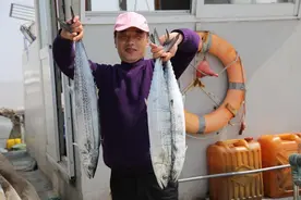 赶春人②｜透骨鲜的马鲛鱼正当季！跟着宁波渔老大，出海捕鱼去图片