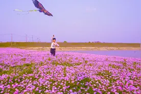紫色梦幻，望城千亩紫云英花海绽放图片