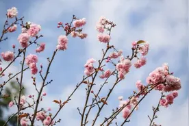 观澜湖邀女性朋友免费赏樱花，提供超3000个免费停车位图片
