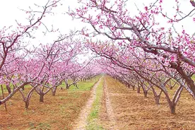 深州桃花最佳观赏期为4月4日到10日图片