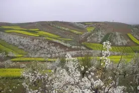 洋县梨花：梦里花落满地香图片