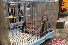 国家二级保护动物猕猴惊现小区门口 疑因疫情防控遭人遗弃图片