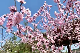 兰州安宁：十里桃花醉游人图片
