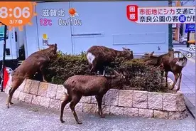 奈良小鹿啃草坪 泰国猴子打群架？景区没了游客，迎来疯狂动物城图片