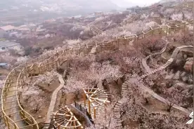 63秒｜樱桃花、油菜花、杏花争奇斗艳 齐鲁大地万紫千红春光美图片