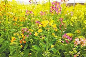油菜花不再只是黄色 科学家让它姹紫嫣红图片