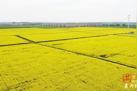千亩油菜花 美丽绽放图片
