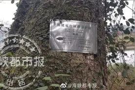 价值34万百岁古树卖了1900元！险被烧成肥料，福建两人被捕图片