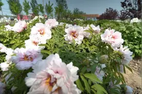 浚县：十里桃花满城春图片
