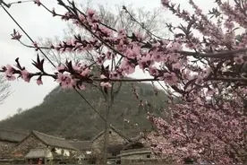 淇县：石墙古村花烂漫图片