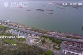 南京幕燕滨江樱花观赏区迎来最佳观赏期！视频封面