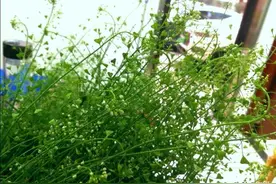 三月三，地菜煮鸡蛋；你安好，我无恙，便是幸福图片