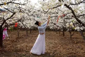 万亩梨花渐次开，孟津邀您“云赏花”图片