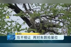 陕西一老榆树上两对朱鹮抢巢位，互不相让，喜鹊赶紧围观看热闹！视频封面