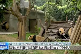 成都大熊猫繁育研究基地正式恢复对外开放图片