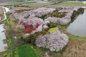 200亩花田落英缤纷 去邂逅一场樱花雨视频封面