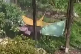 为爱奋不顾身追到20米高水杉，野母猫下来了，它却被困树5天图片