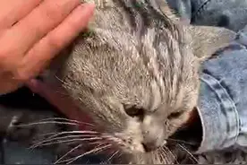 “猫上树顶下不来”事件迎来大结局，另一只走失的猫在警方帮助下也回家了图片