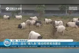 江苏出台激励政策打赢“生猪保供战”活猪作抵押贷款买饲料图片