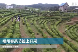 福州春茶节线上开采视频封面