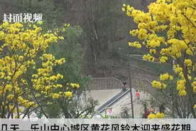生活重启丨四川乐山黄花风铃木怒放 住建部门发布观花指南视频封面