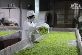 “中国白茶之乡”贵州正安白茶采摘进入高峰期视频封面