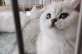 武汉猫坚强！全家确诊新冠，猫独自生活40余天，还生了小猫图片