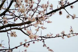 赏梅记｜|海边梅花：朔风如解意 容易莫摧残图片
