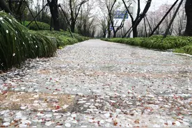 “夜来风雨声，花落知多少”这里，花落成诗图片