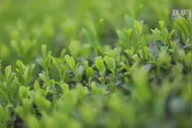 江西渝水：明前春茶采摘忙视频封面