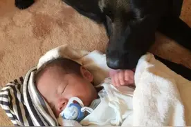 狗子对人类幼崽太过宠溺，铲屎官：“这到底是谁的娃啊？!”图片