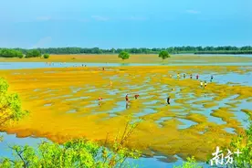 美若仙境！廉江打造推出“山海联动”精品旅游图片