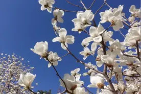 春暖花开！北京国际雕塑公园5000余株玉兰竞相开放视频封面