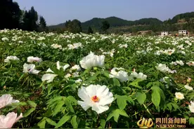 盐亭：千亩牡丹绽放“致富花”图片