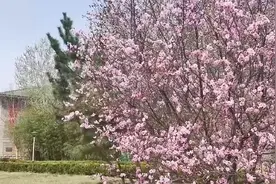 高校云赏花｜春暖花开 奔你而来！静赏山东科技职业学院的春图片
