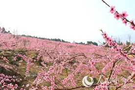 奉节：汾河60里桃花邀您邂逅“世外桃源”图片