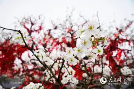 2020中国·砀山网络梨花节开幕图片