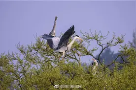 泸州古蔺一棵百年老树千鸟同栖 尽显大自然和谐之美图片