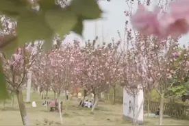 生活重启 | 樱花枝头烂漫 游人嬉笑其间视频封面