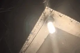 最近白蚁非常活跃，频频出现在武汉居民家中！教你如何对付它图片