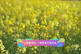 江南春来到 一起来赏万亩花田视频封面