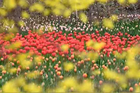 组图︱胶州：郁金香花开醉游人图片