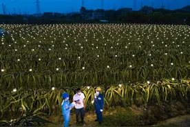 田间美得像星空！成千上万LED灯点亮广州这片火龙果场图片