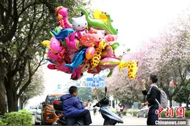 广西柳州市二十余万株洋紫荆盛开 民众赏花游玩图片